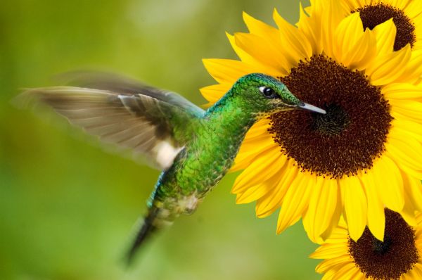 05_vogel.jpg