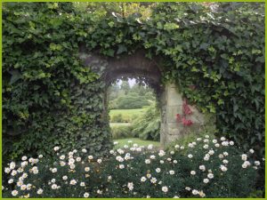 Blick durch englischen Garten mit weißen Blumen