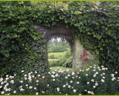 weißen Blumen im englischen Garten